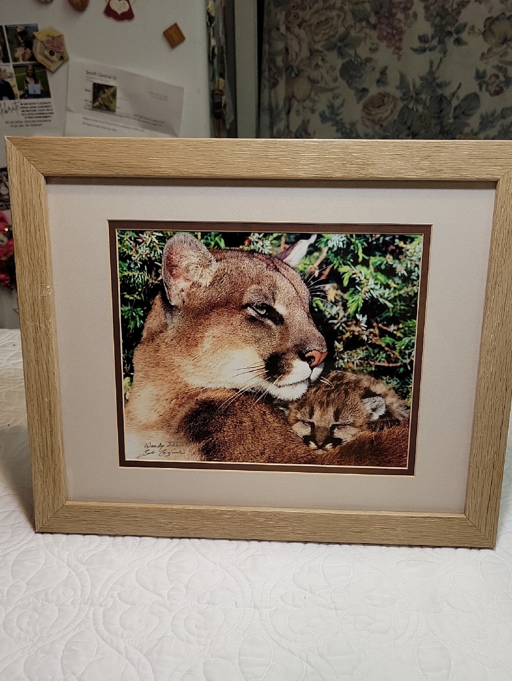 Vintage Original Wendy Shattil Bob Rozinski Signed Mountain Lion Photo #129 Fram